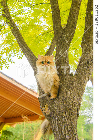 木の上にいる猫 129011262