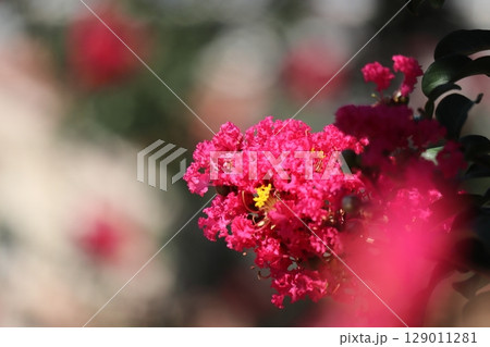 サルスベリの花 サルスベリの花 129011281