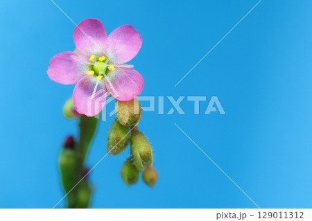 トウカイコモウセンゴケの花 129011312