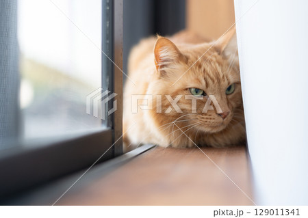 窓辺でくつろぐ可愛い猫 茶トラ猫 窓辺でくつろぐ可愛い猫 茶トラ猫 129011341