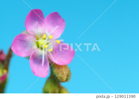 トウカイコモウセンゴケの花 129011390
