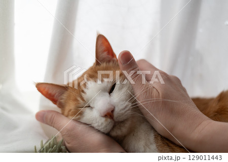 猫を撫でる　茶トラ白 129011443