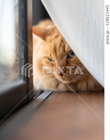 窓辺でくつろぐ可愛い猫　茶トラ猫 129011445