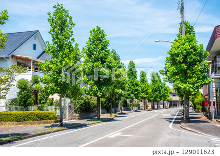 閑静な住宅街　美しい街路樹 129011623