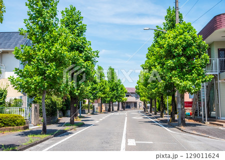 閑静な住宅街　美しい街路樹 129011624
