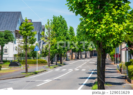 閑静な住宅街　美しい街路樹 129011629