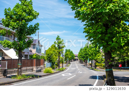 閑静な住宅街　美しい街路樹 129011630