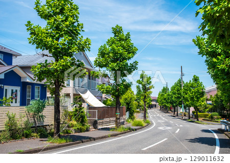 閑静な住宅街　美しい街路樹 129011632
