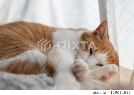 眠る猫　茶トラ白 129011652