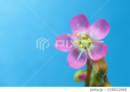 トウカイコモウセンゴケの花 トウカイコモウセンゴケの花 129011668