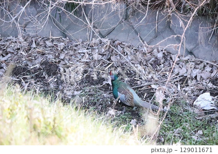 歩いている雉 129011671
