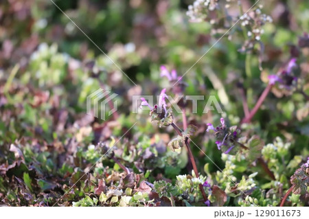 ホトケノザ ホトケノザ 129011673