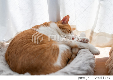 眠る猫　茶トラ白 129011775