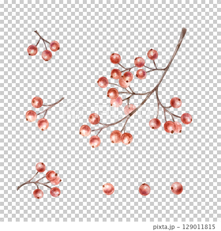 Red Christmas berries and twig for decorating bouquets, frames, wreaths, borders. Hand drawn watercolor illustration isolated on white. Botanical New Year clip art. 129011815