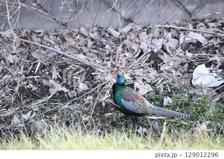 歩いている雉 129012296