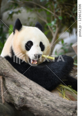 美しいジャイアントパンダ食事中 129012306