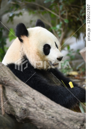 美しいジャイアントパンダ食事中 美しいジャイアントパンダ食事中 129012307