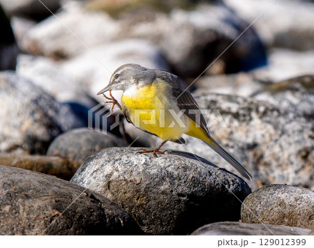 水辺のキセキレイ 129012399