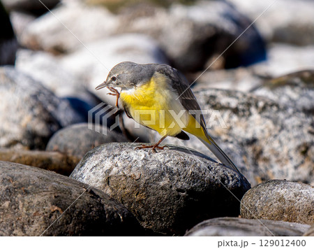 水辺のキセキレイ 129012400