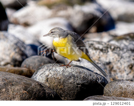 水辺のキセキレイ 129012401