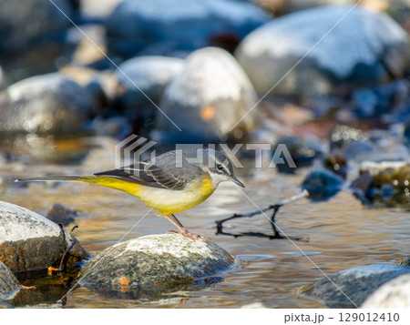 水辺のキセキレイ 水辺のキセキレイ 129012410
