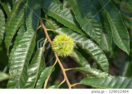 栗の木に実った栗 129012464