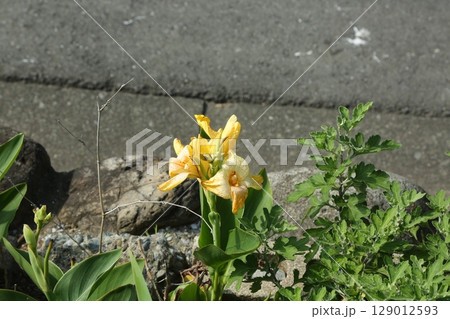 富士見公園を歩いた 富士見公園を歩いた 129012593