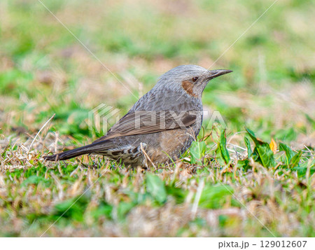 地面を歩くヒヨドリ 地面を歩くヒヨドリ 129012607