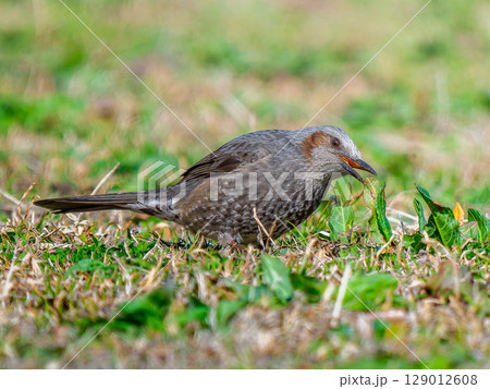 地面を歩くヒヨドリ 129012608