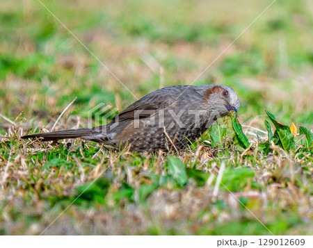 地面を歩くヒヨドリ 129012609