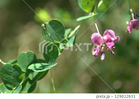 ピンクの可愛いハギの花 129012631