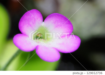 ムシトリスミレの花 129012736