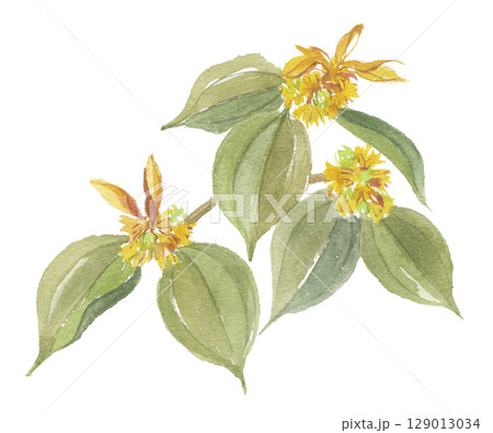 水彩で描いたテンダイウヤク　天台烏薬 129013034