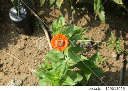 富士見公園を歩いた 129013056