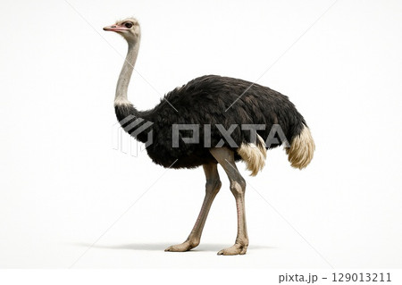 ダチョウ 129013211