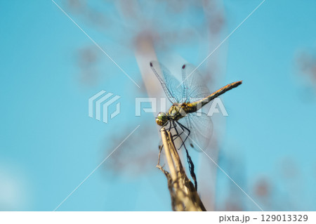 A vibrant blue dragonfly, a delicate insect of the wildlife kingdom, captured in sharp focus against a subtly blurred background of nature. peaceful atmosphere of a nature reserve A vibrant blue dragonfly, a delicate insect of the wildlife kingdom, captured in sharp focus against a subtly blurred background of nature. peaceful atmosphere of a nature reserve 129013329