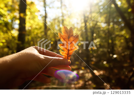 A warm hello to autumn: a gentle hand holds a golden oak leaf, bathed in sunny light. This evokes a serene concept of love for nature in the crisp air of fall and November 129013335