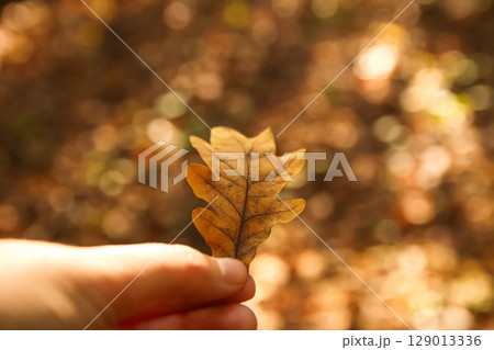 A beautiful woman hand gently holds a vibrant oak leaf, bathed in the warm sunlight of autumn. The soft, natural background of the tree enhances this serene fall scene 129013336
