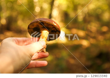 A gentle hand holding a freshly picked mushroom, embodying the serene concept of autumn foraging and connection with nature 129013340