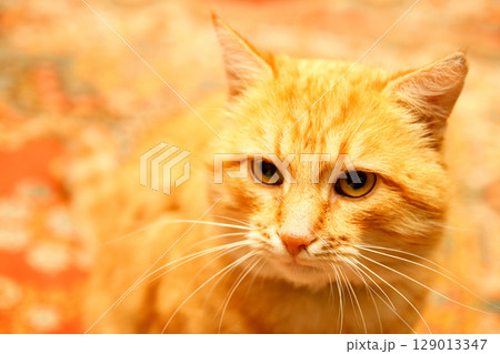 A striking close-up portrait of a majestic ginger cat's face, with its distinctive tabby markings. The vibrant red and orange background makes for a captivating front shot of its head 129013347