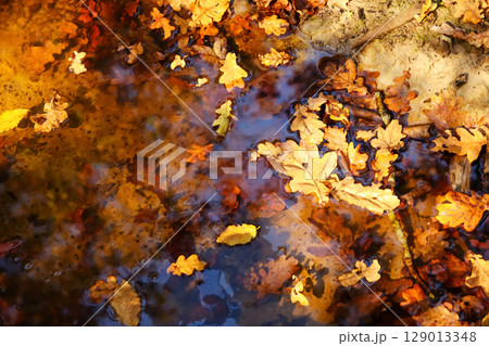 A vibrant closeup of an oak tree leaf gently floating on water in a pond, reflecting the warm sunlight of autumn. Banner for design with copy space A vibrant closeup of an oak tree leaf gently floating on water in a pond, reflecting the warm sunlight of autumn. Banner for design with copy space 129013348
