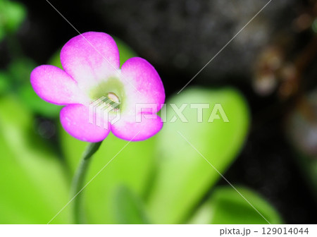 ムシトリスミレの花 ムシトリスミレの花 129014044