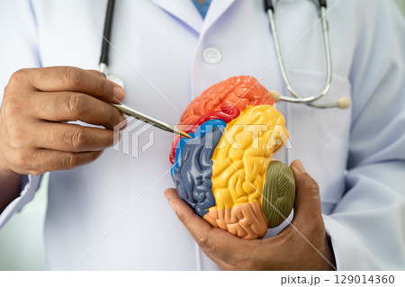 Alzheimer disease, Asian doctor holding brain anatomy model for study diagnosis and treatment in hospital. Alzheimer disease, Asian doctor holding brain anatomy model for study diagnosis and treatment in hospital. 129014360