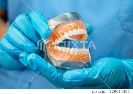 Denture, dentist holding dental teeth model to study and treat in hospital. Denture, dentist holding dental teeth model to study and treat in hospital. 129014363