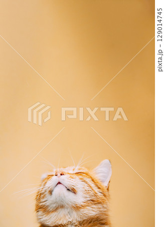 Curious Cat Gaze with a Touch of Whimsy and Wonder Curious Cat Gaze with a Touch of Whimsy and Wonder 129014745