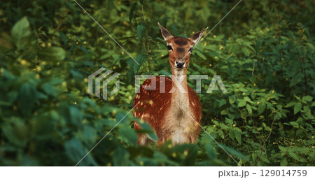 Alert Deer Gazing Intently Through Lush Greenery 129014759