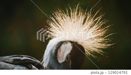 Close-Up of Graceful Crane Showcasing Intriguing Mohawk 129014791