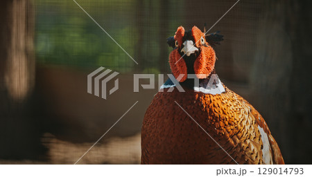 Male common pheasant - Phasianus colchicus, ring-necked pheasant, or blue-headed pheasant, is a bird in the pheasant family Phasianidae 129014793