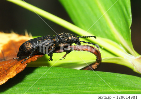 ナガフトヒゲナガゾウムシ ナガフトヒゲナガゾウムシ 129014981