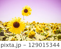 太陽に向かって咲くひまわり 129015344